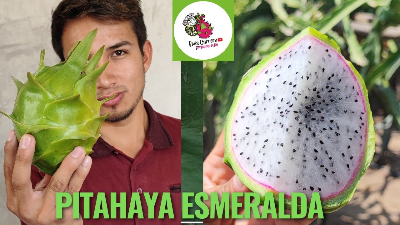 PITAHAYA ESMERALDA 🌟 Pitahaya Verde 😨💚 Cómo saber si está madura?🙈 Pitahaya, pitaya, dragon fruit 🌟