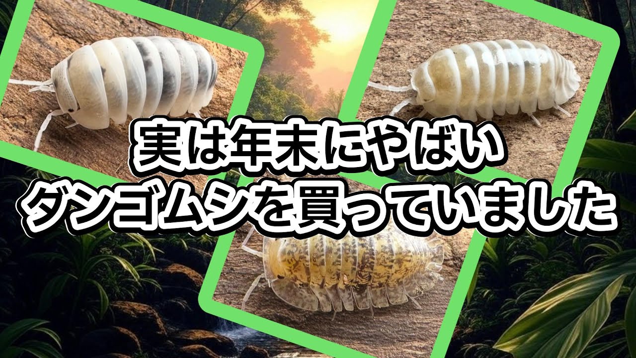 日本初上陸のやばいダンゴムシを購入していました…