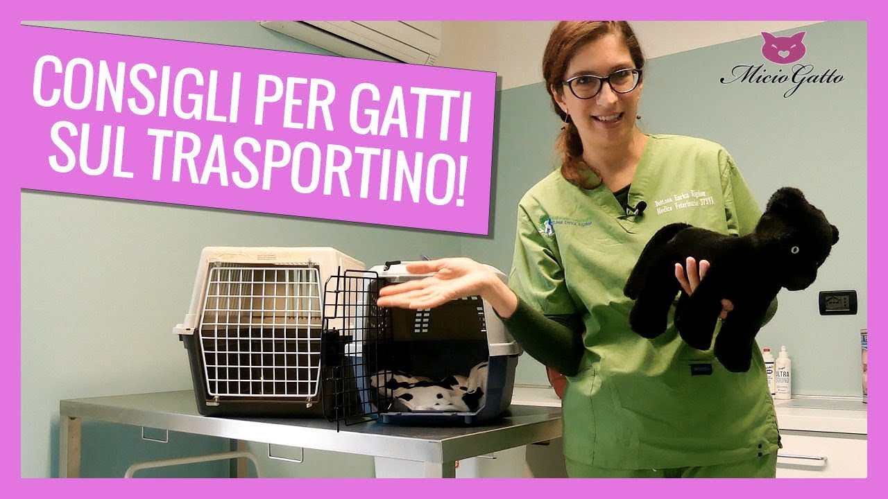 Viaggiare col gatto: i consigli del veterinario sul trasportino 🛫