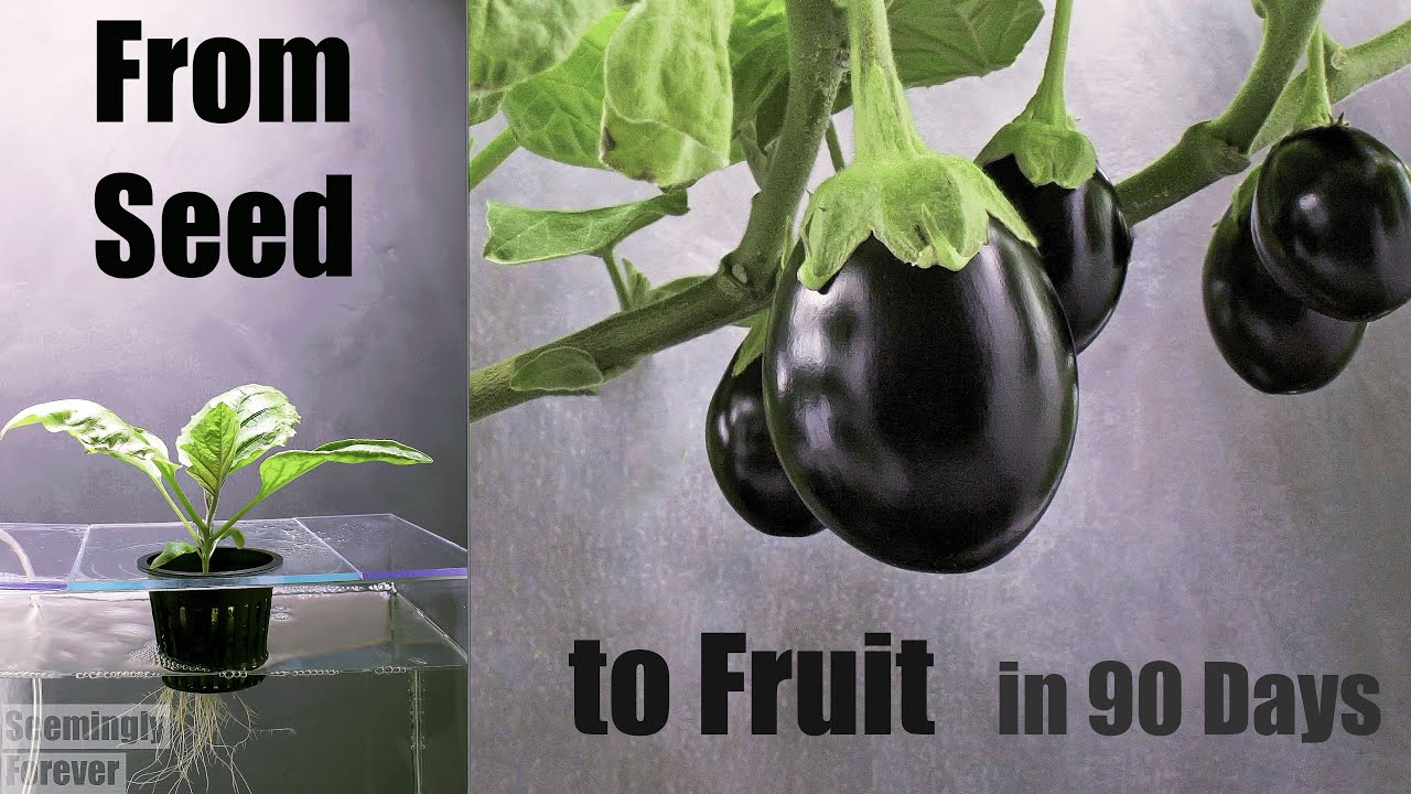 Growing Eggplant in Water 💦 🍆 Time Lapse