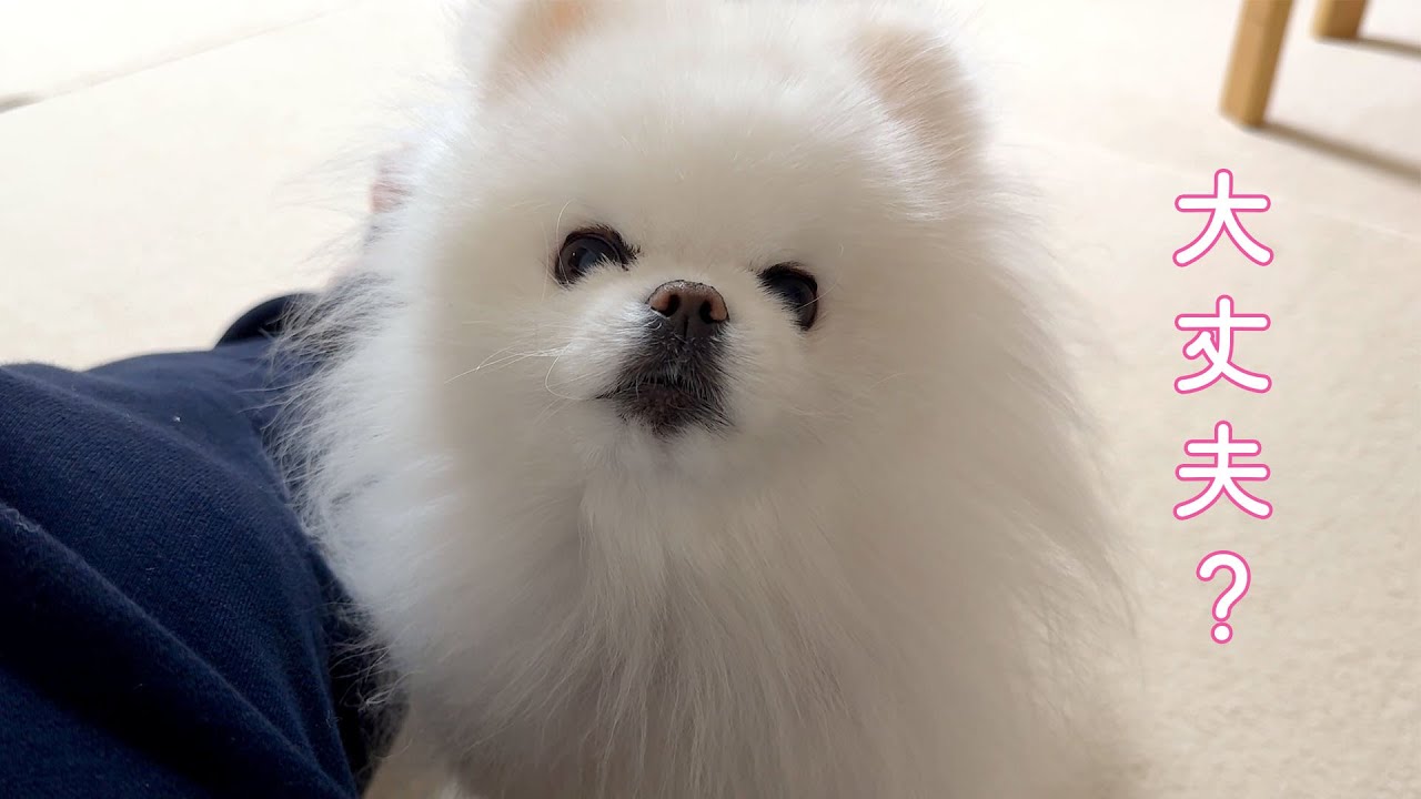 飼い主がピンチの時は助けようとしてくれる優しいポメラニアン