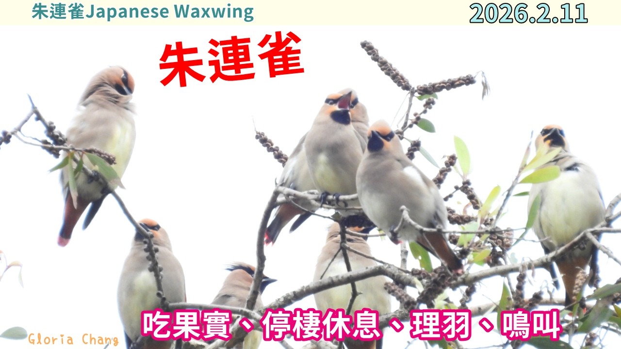 20260211 （2）朱連雀吃果實、停棲休息、理羽、鳴叫～【稀有過境鳥│朱連雀Japanese Waxwing】
