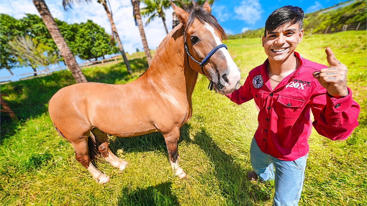 ESSE É MEU CAVALO NOVO