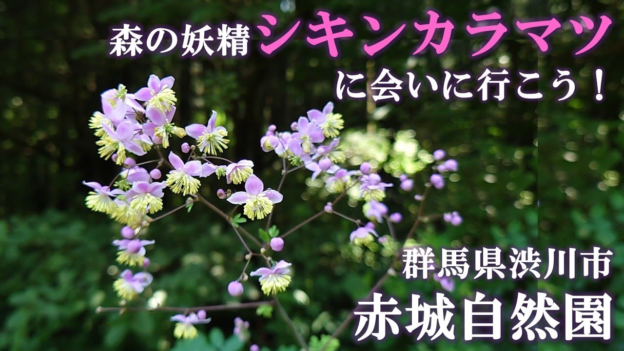 【花紹介☆シキンカラマツ】まさに森の妖精…幻の山野草『シキンカラマツ』に会いに、赤城自然園に行ってきました！