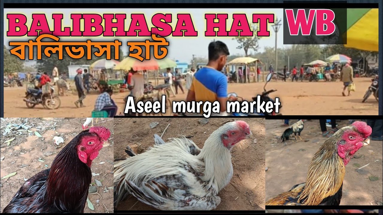 Balibhasa hat|Poradih|Kukru hat|Balrampur|feko|Jhargram|WB |Recent Aseel murga price update in India