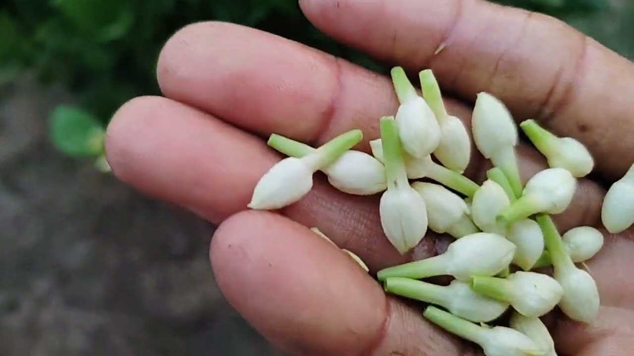 மல்லி அன் சீசன்  பனி காலத்தில் அதிக மகசூல் பூ வெளுப்பு பூ சைஸ் காம்பு 8015584891