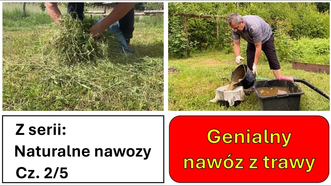 Nawozy naturalne cz. 2/5. Genialny, prosty i bardzo szybki nawóz z trawy. Herbata z trawy.