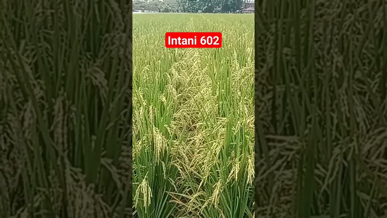 Padi Hibrida Intani 602 | Rural Farmer #shorts#amazingfarmer #petani #pupuk #tanaman #petanimuda