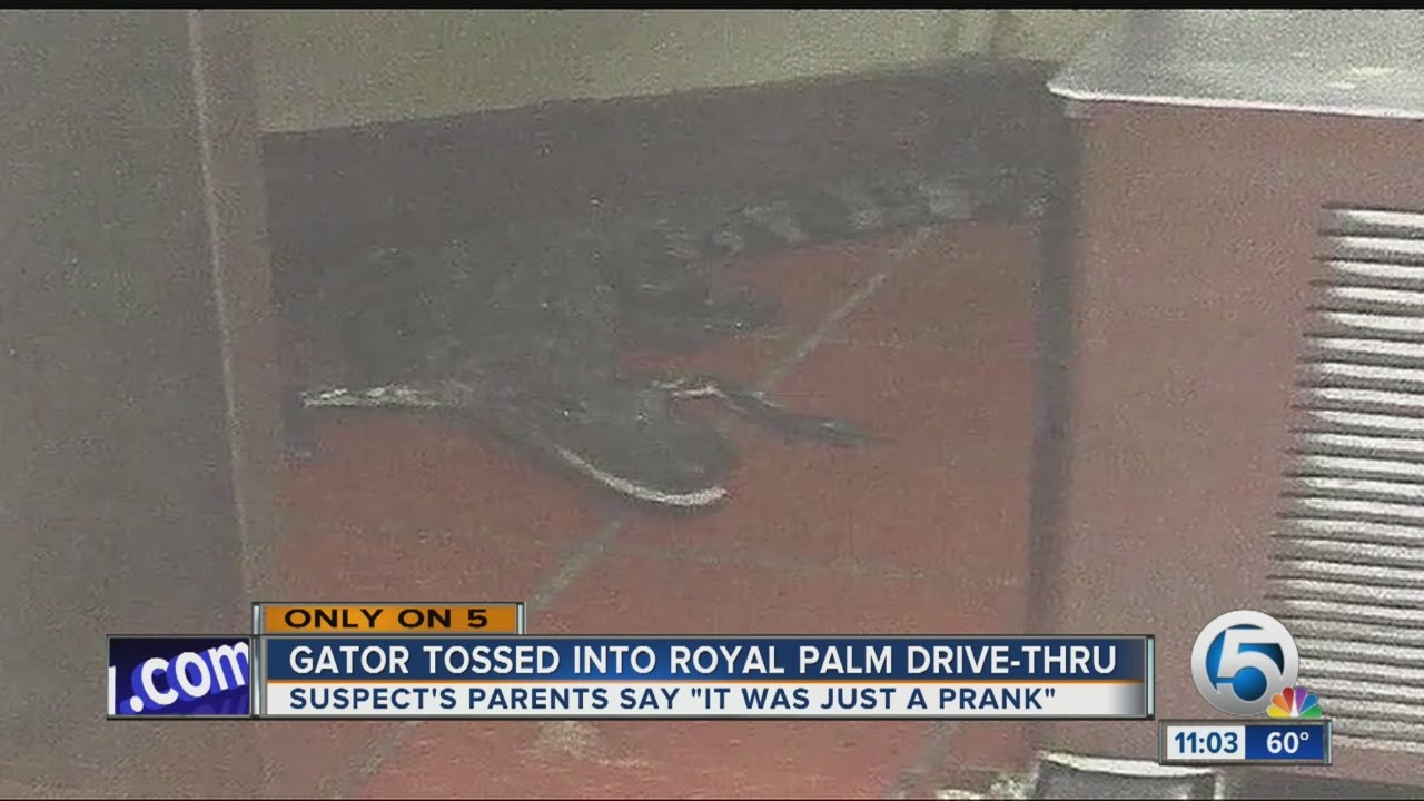 Alligator tossed into Royal Palm Beach Wendy's drive-thru window