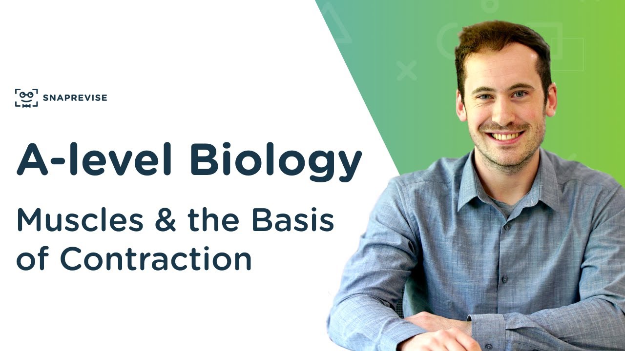 Muscles & the Basis of Contraction | A-level Biology | OCR, AQA, Edexcel