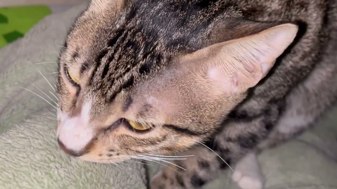 Tattos is making  biscuits part 1