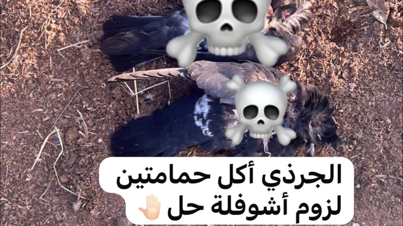 الجرذي أكل حمامتين قضى عليهن🤦🏻‍♂️