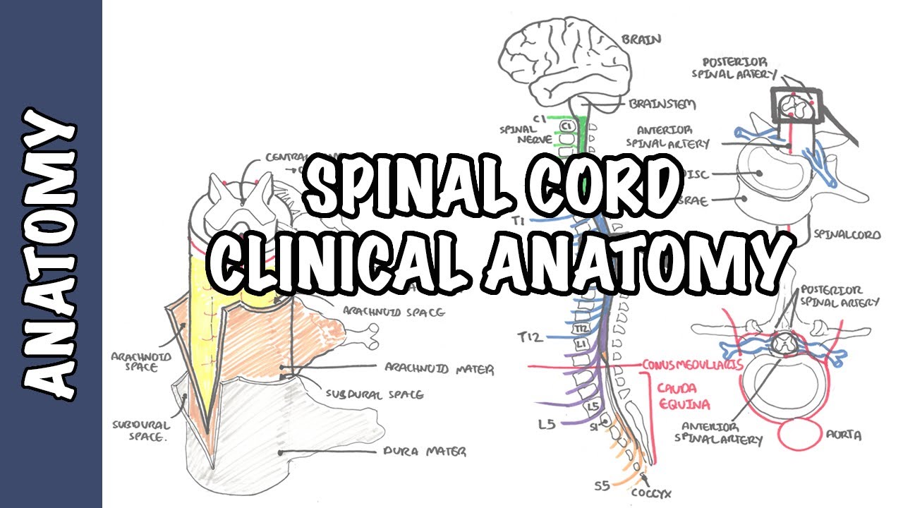 Spinal Cord - Clinical Anatomy and Physiology (dermatomes, blood supply, shingles, lumbar puncture)