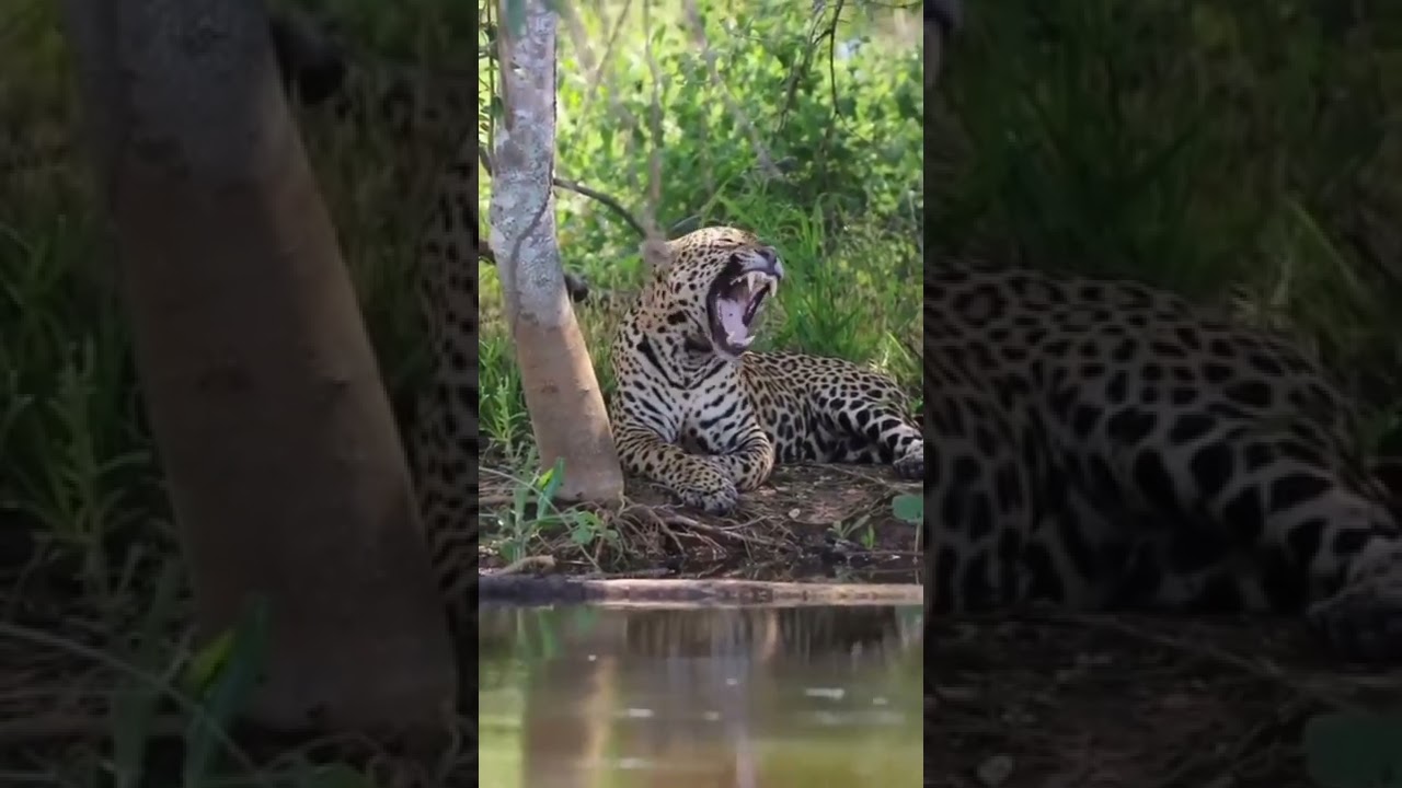 On&ccedil;a pintada