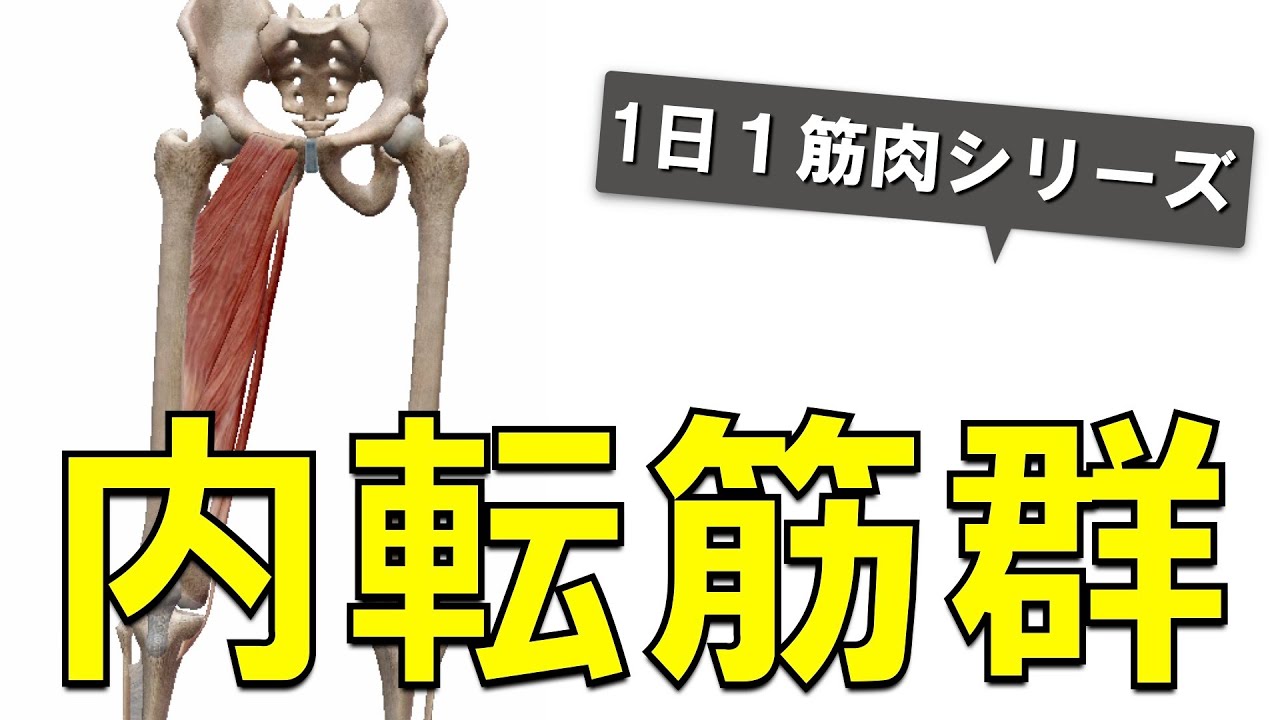 【1日1筋肉×内転筋群】太もも内側にある大きな筋肉の集合体：内転筋群の起始停止と作用について