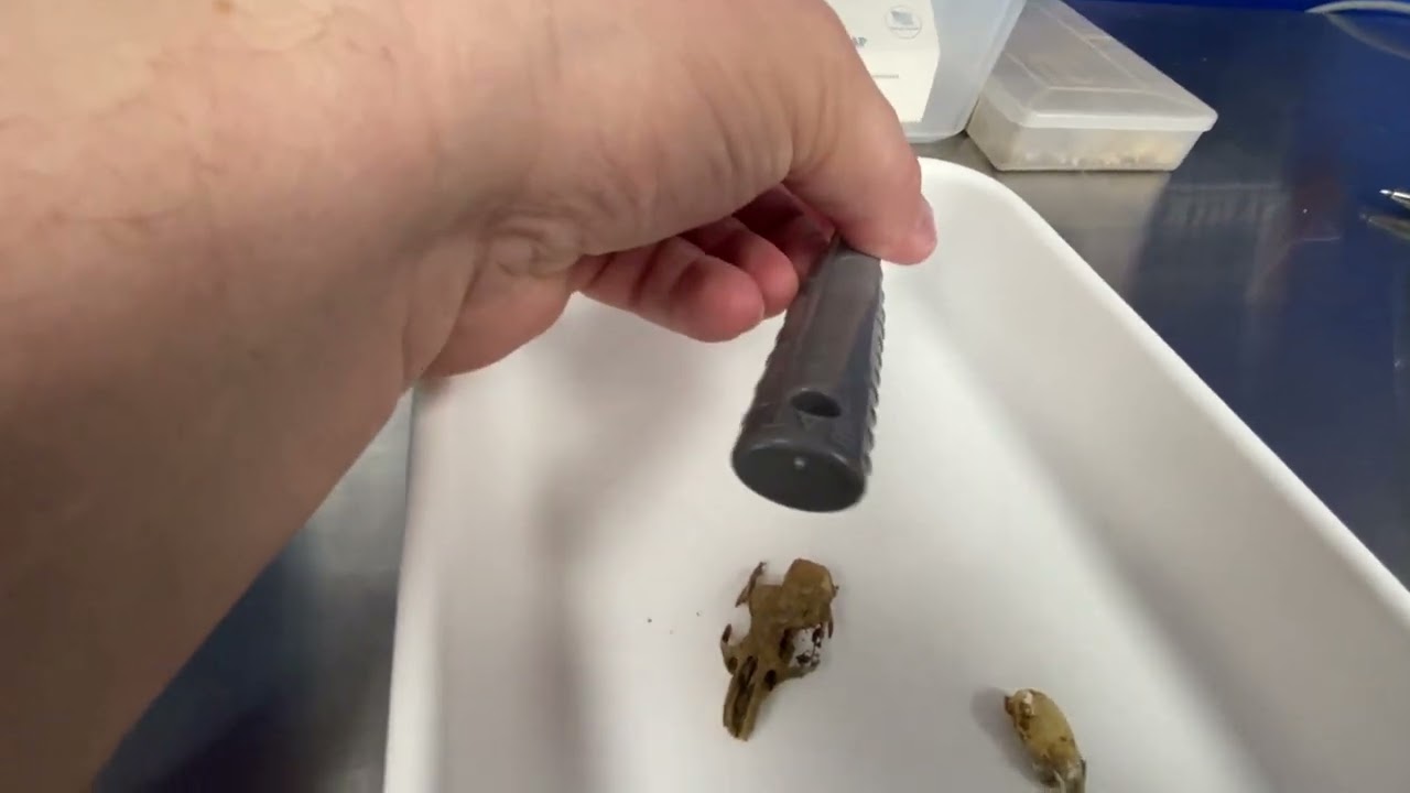 Frye Inspection Tool for Rodents