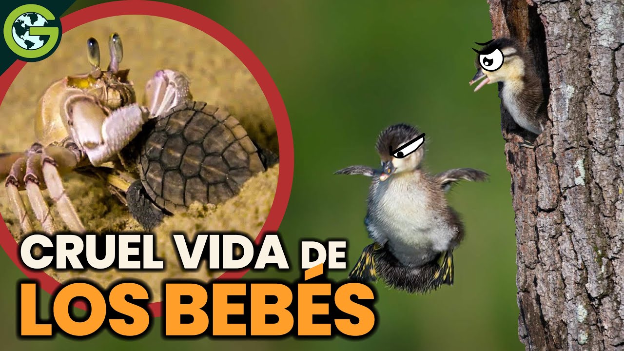 La CRUEL VIDA de los BEBÉS del Reino ANIMAL 🐢🦘