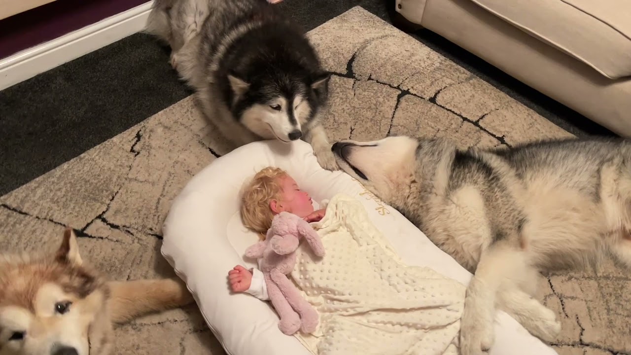 Giant Dogs Protect Sleeping Baby! (Cutest Ever!!)