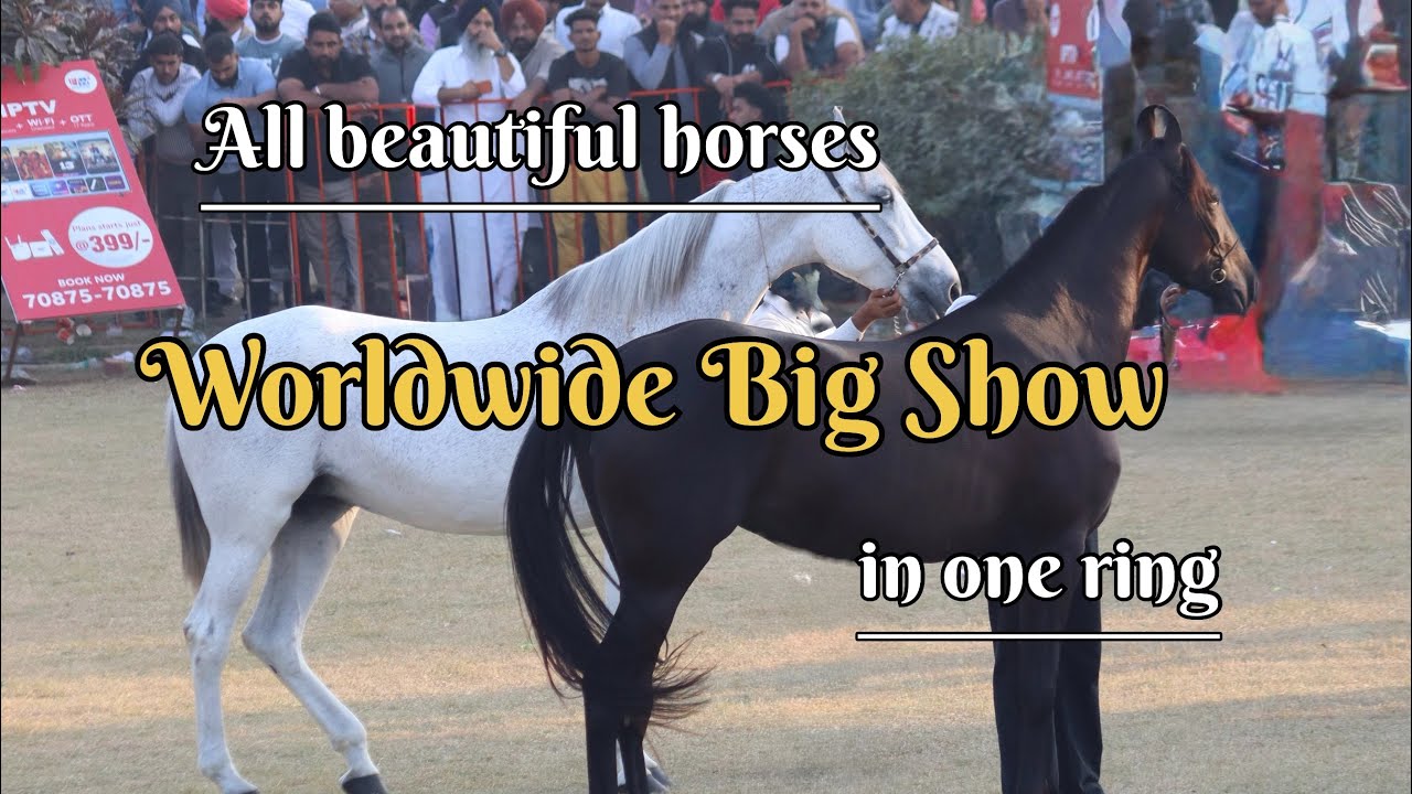 All Over India Beautiful Horses Display in Moge Horse Show 2025#sippy_gill #sippygillnewsong