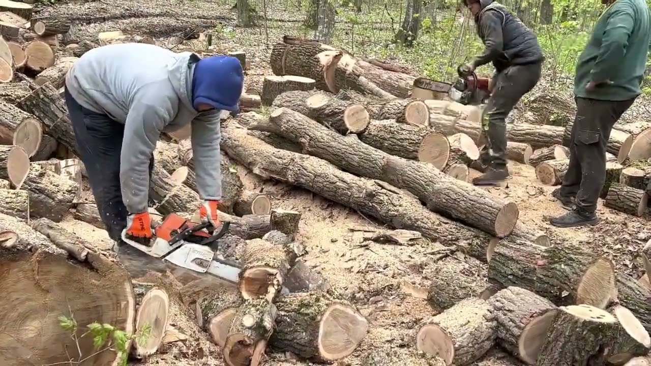 Stihl MS 361 та Stihl MS 462 C-M