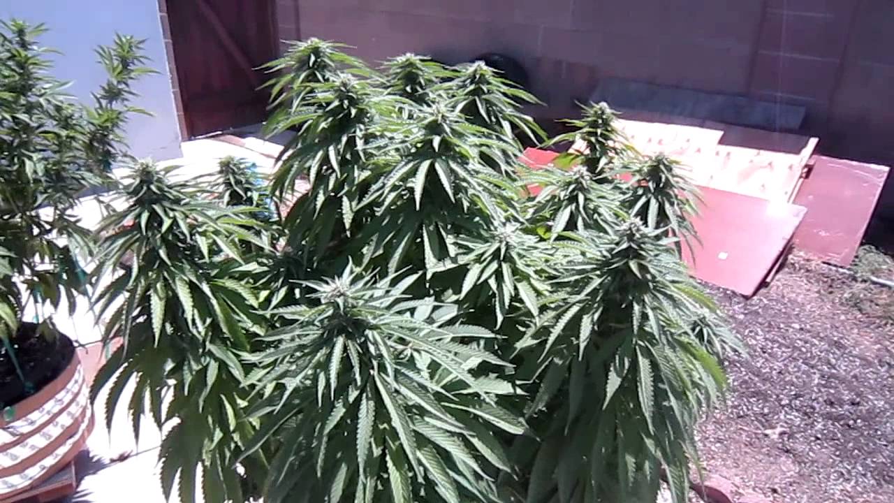 Outdoor week 11 Trinity kush Og 18 Northern light blue