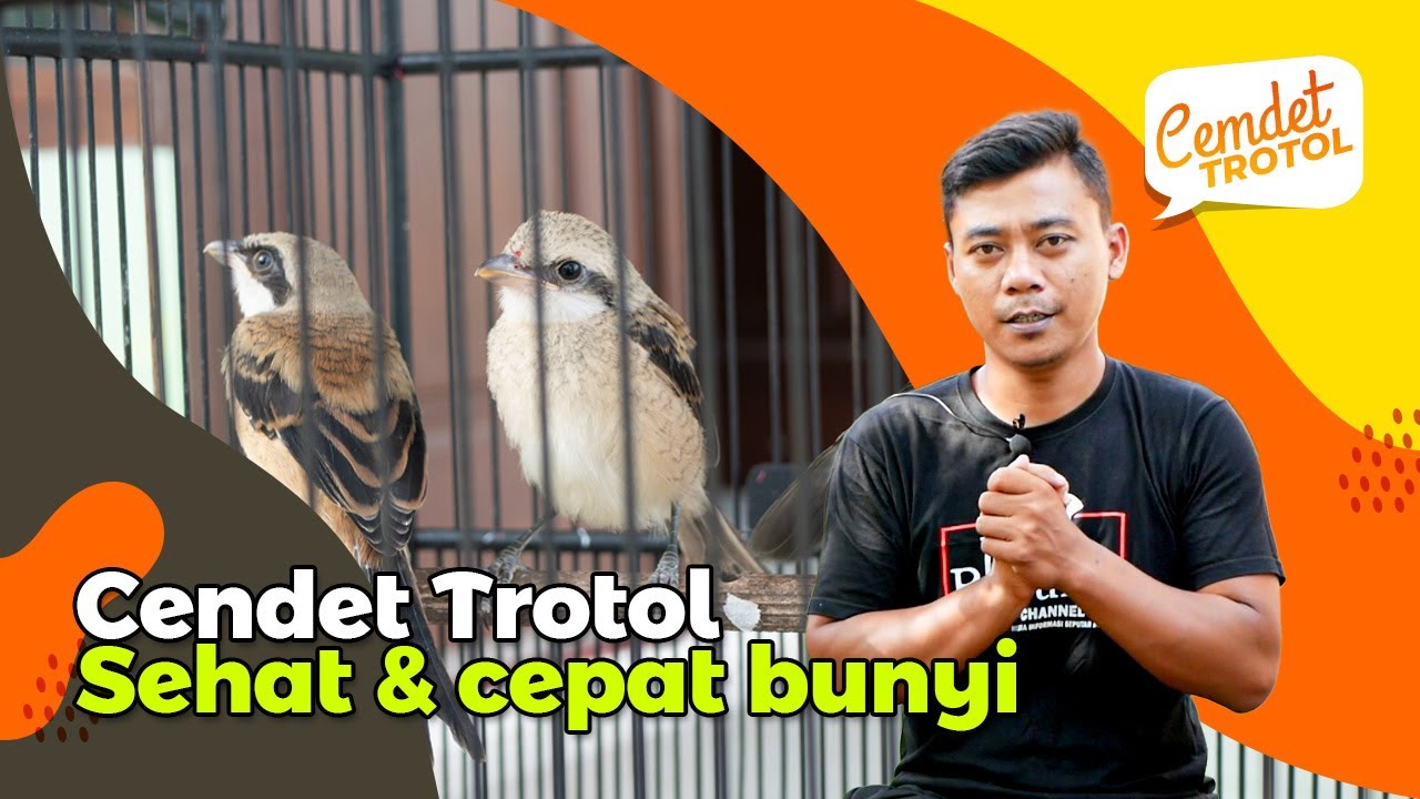 Perawatan Cendet Trotol Agar Selalu Sehat dan Cepat Bunyi