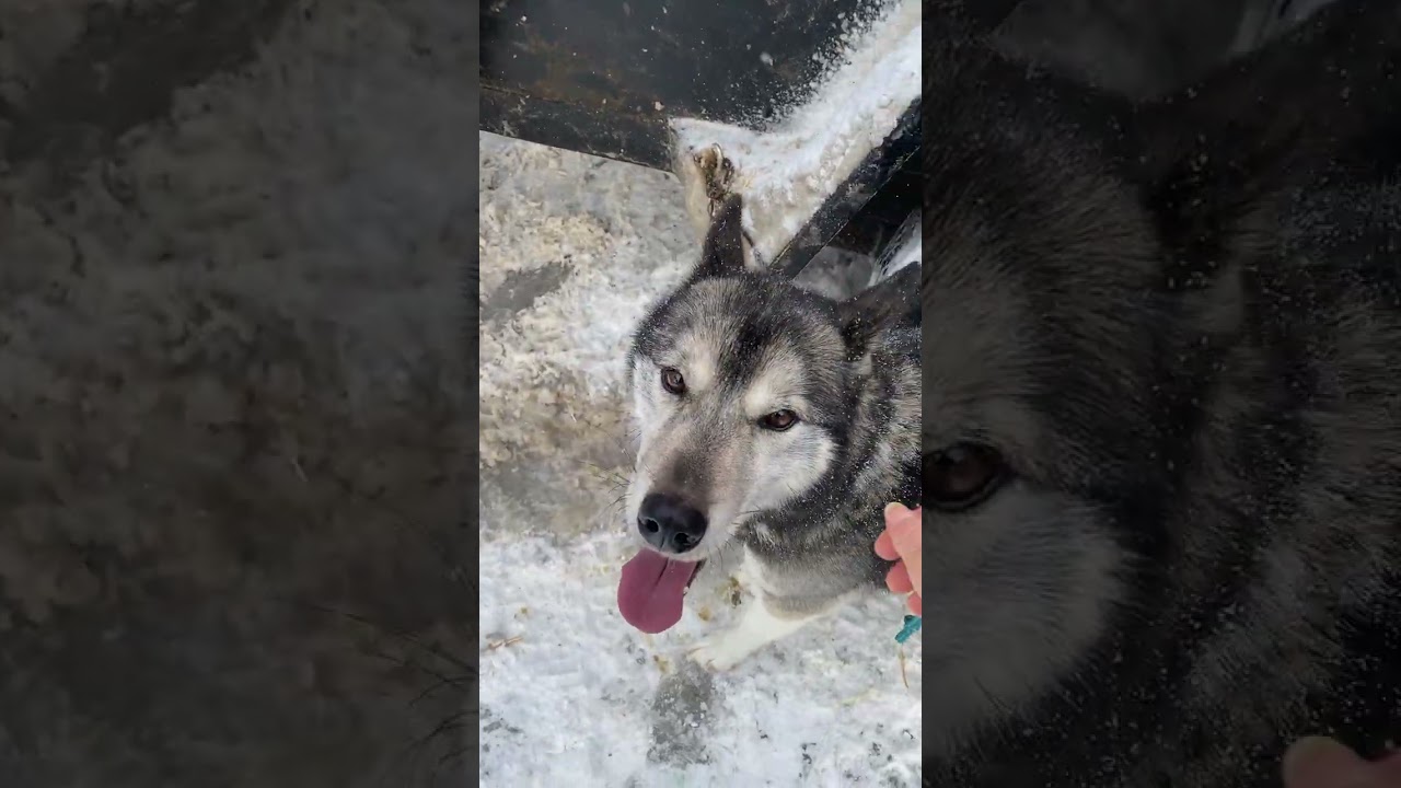Trailside Tail Wags: Capturing Unique Malamute Personalities Before Departure 