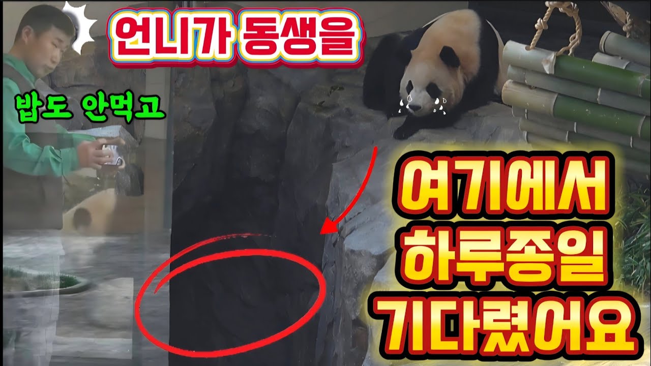 에버랜드 판다월드 💢3월 17일 맙소사 🤦 루이는 동생을 동굴 앞에서 밥도 안먹고 하루종일 찾고있어요 안쓰러워 눈물나요 😭 