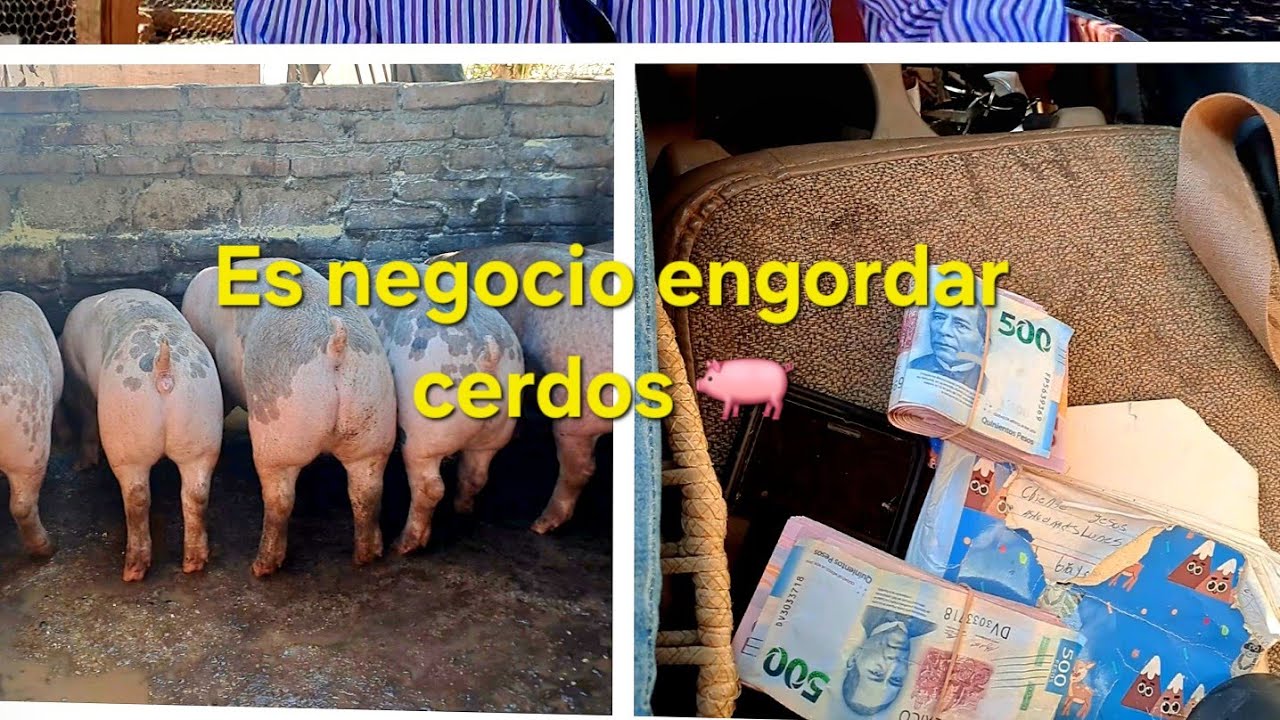 💵💸Es negocio engordar cerdos 🐖