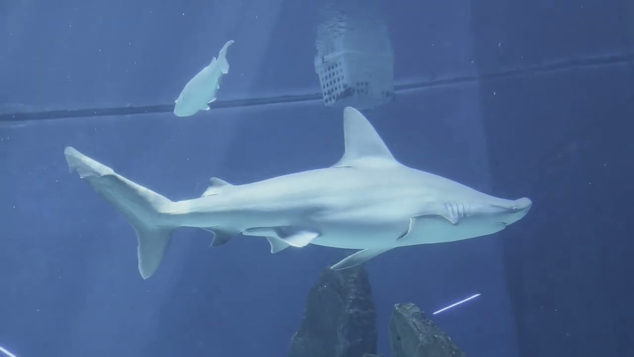 Acquario di Genova   Giugno 2025