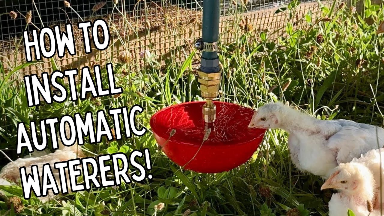 Let's Install Some Automatic Waterers in the Chicken Tractor!!! Little Giant AutomaticPoultry Founts