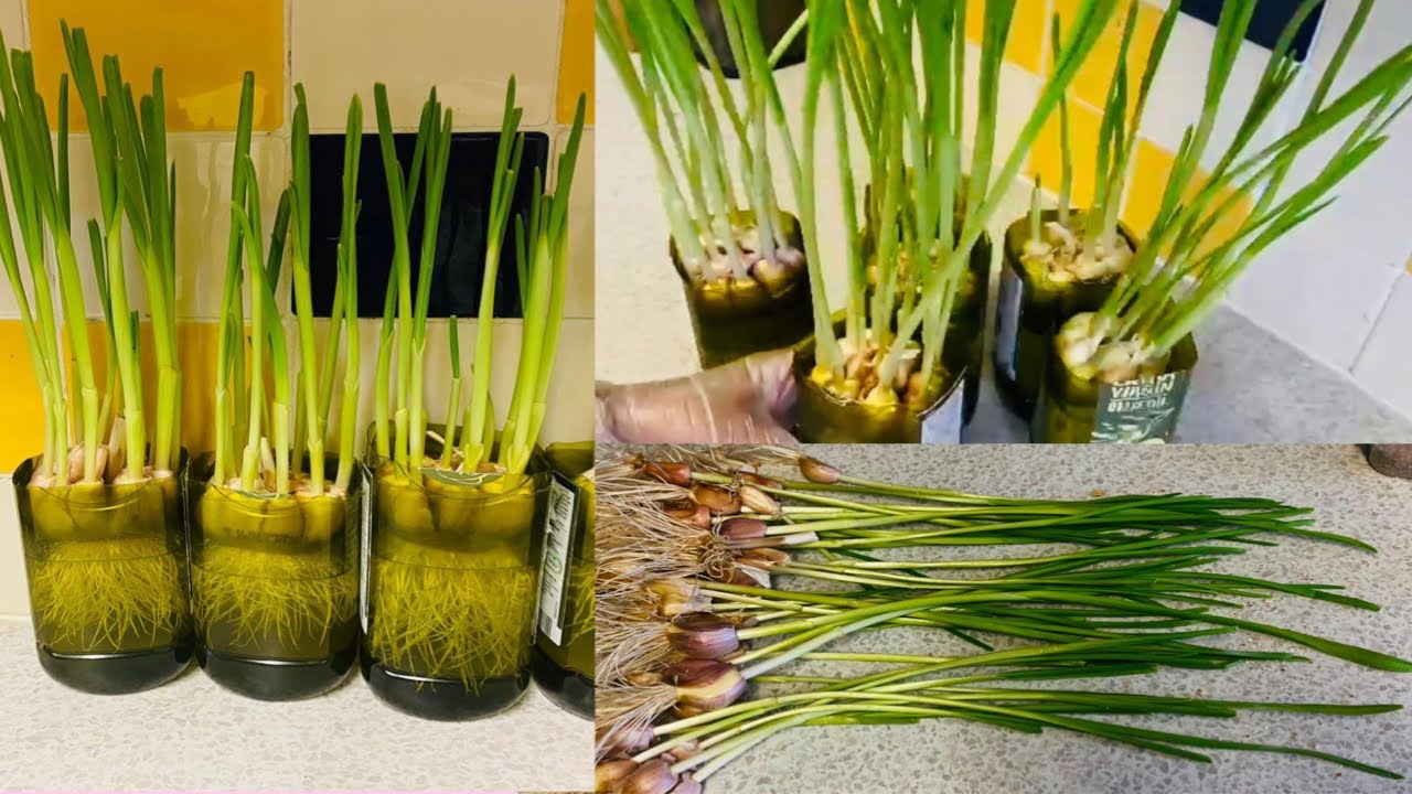 garlic plant। আধুনিক পদ্ধতি তে রসুন চাষ।how to grow garlic easy way in plastic bottle ।London,uk