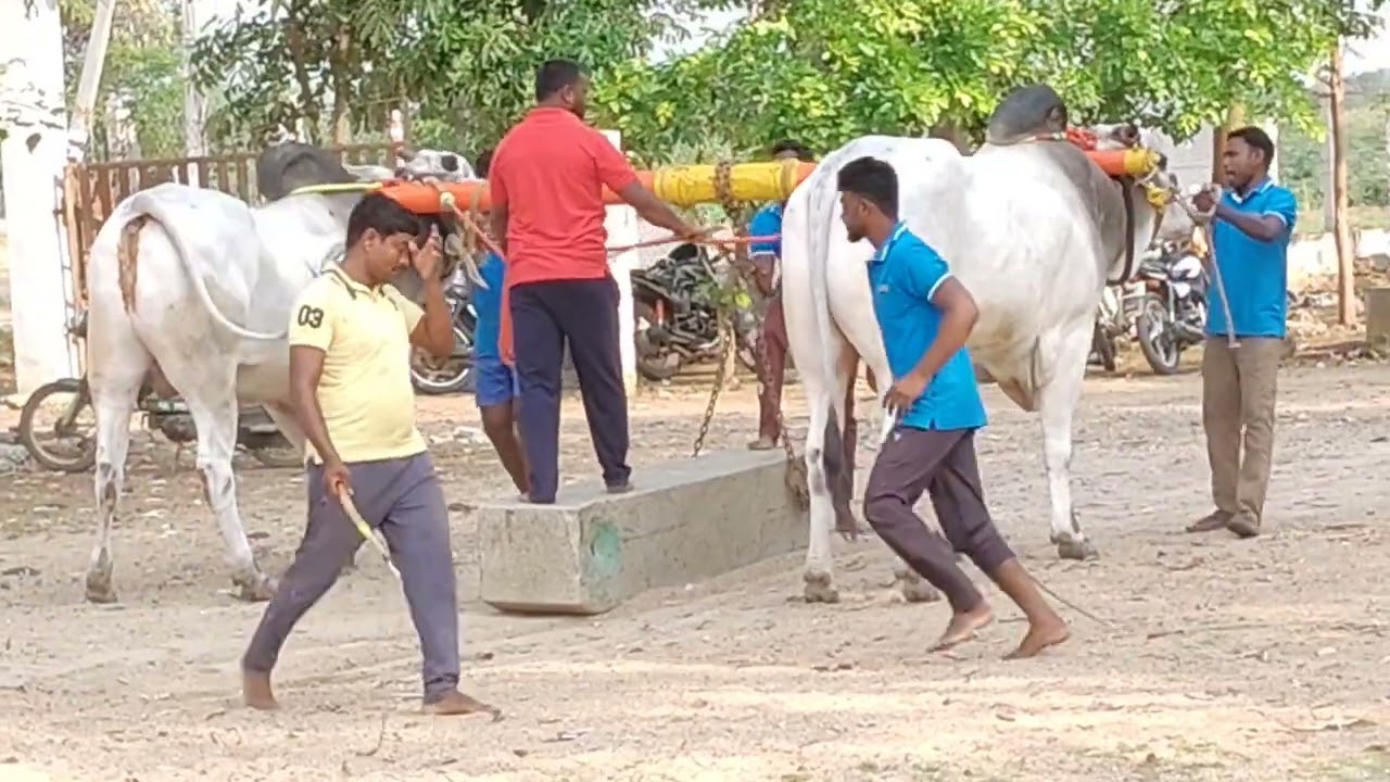 సోనాలి ఇంటీరియర్స్ బెంగుళూరు (బెంగుళూరు బుల్స్) న్యూ కేటగిరీ గిత్తల బేట వీడియో 🔥🔥🏃🏃