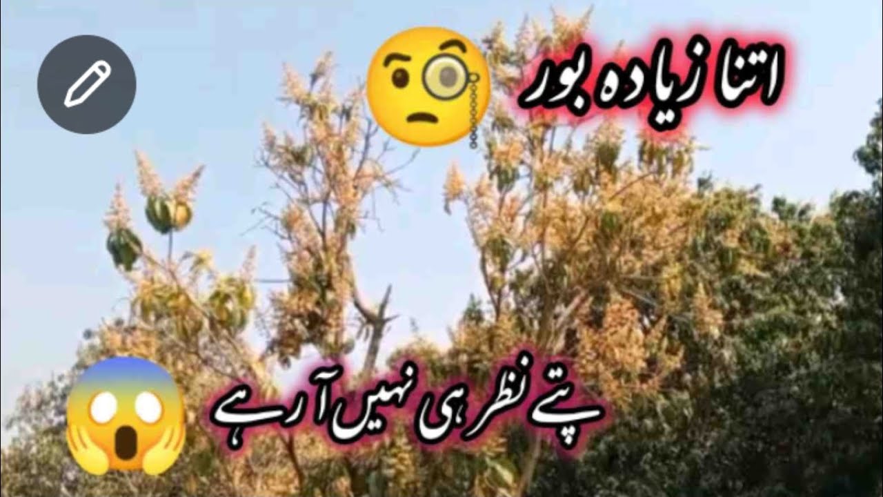 ماماں غلام محمد خان دا باغ۔۔لماں موچی والا