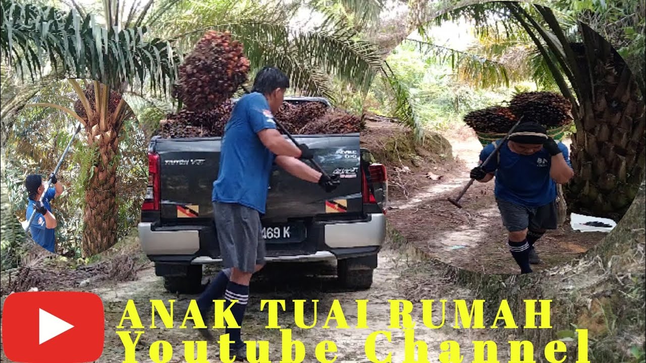 ANAK DARA IKUT PANEN SAWIT CARI BELANJA UNTUK SAMBUNG BELAJAR