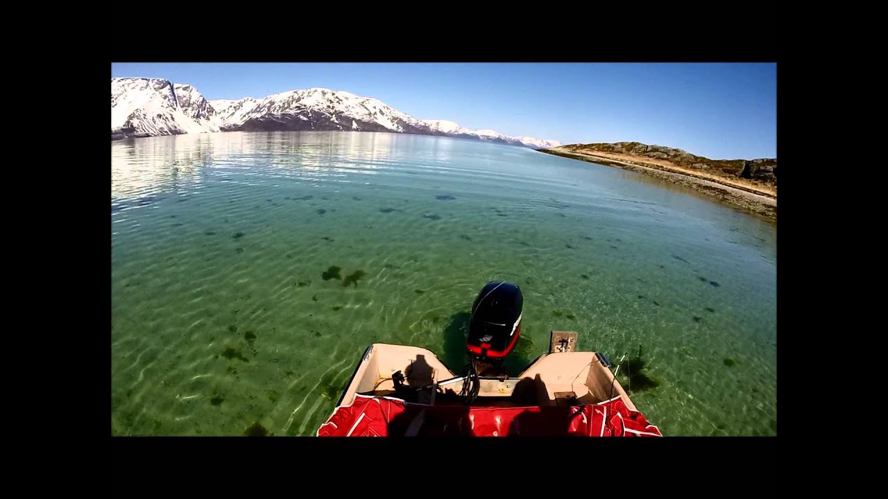Steinbit spearfishing catfish
