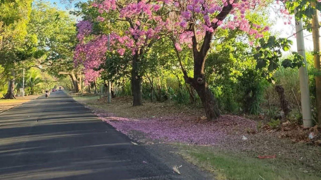 Tarde En El Jardín 🌲🌳