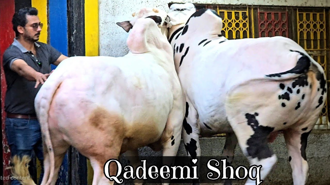 Дера Шейх Шакиб Красивая коллекция 2025 года — Huge Fateh Jang Bulls 2025 — Бакра Манди — JNTV Vlog