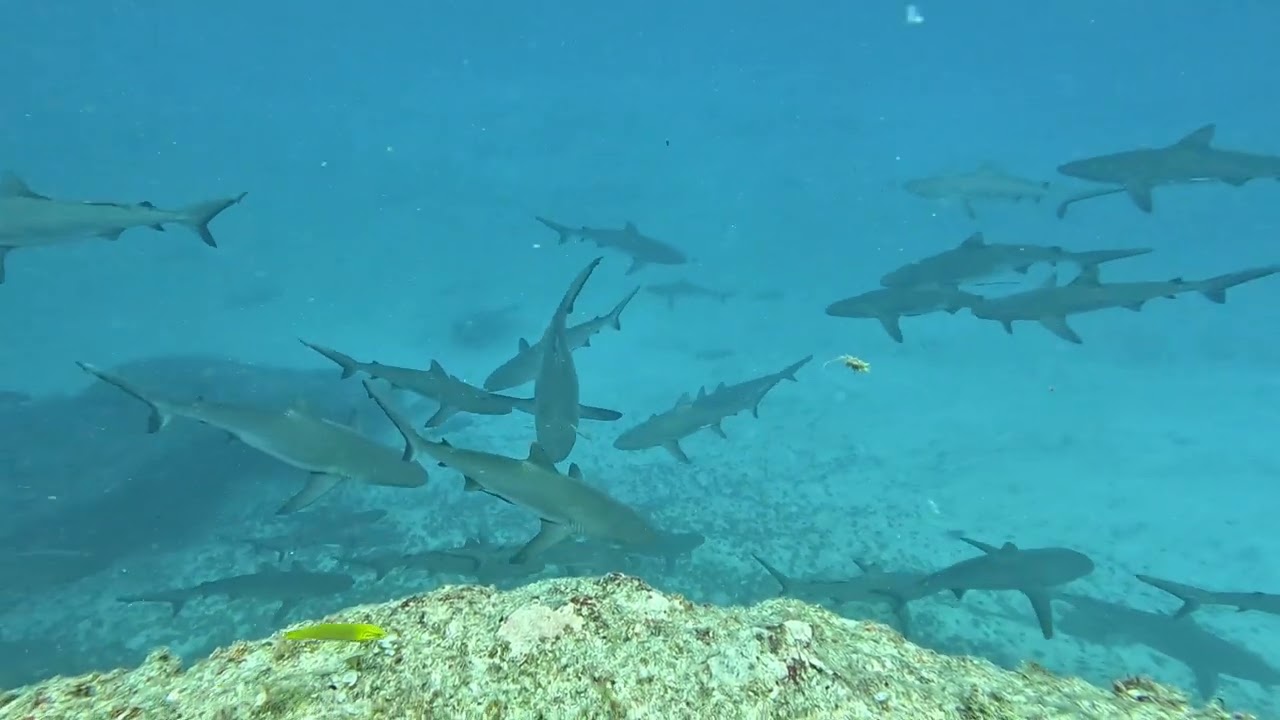 Plongées Nouméa du 03/11/2023 - Uitoé et Mur aux lôches
