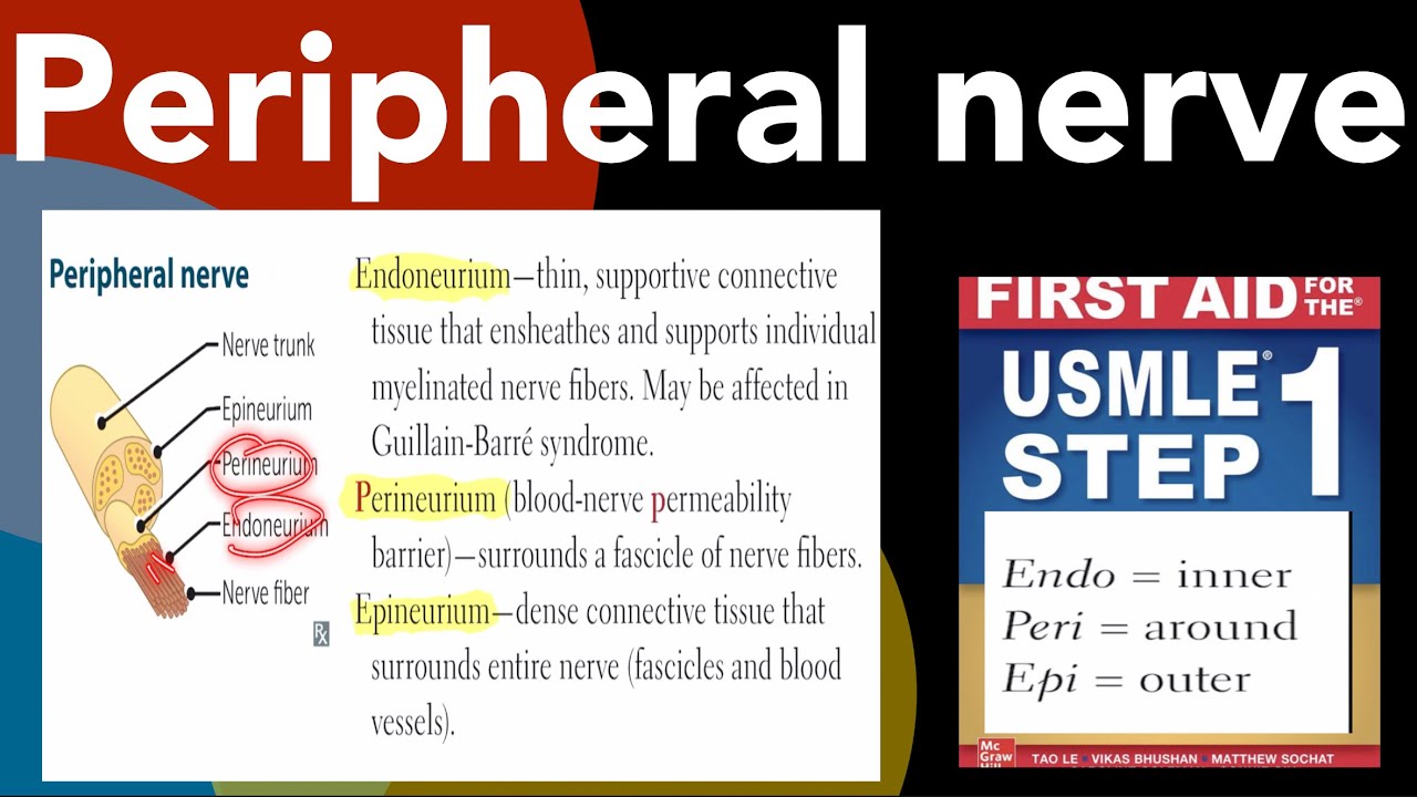 Peripheral nerve, Endoneurium, Perineurium, Epineurium in Hindi/Urdu by first aid for USMLE step 1