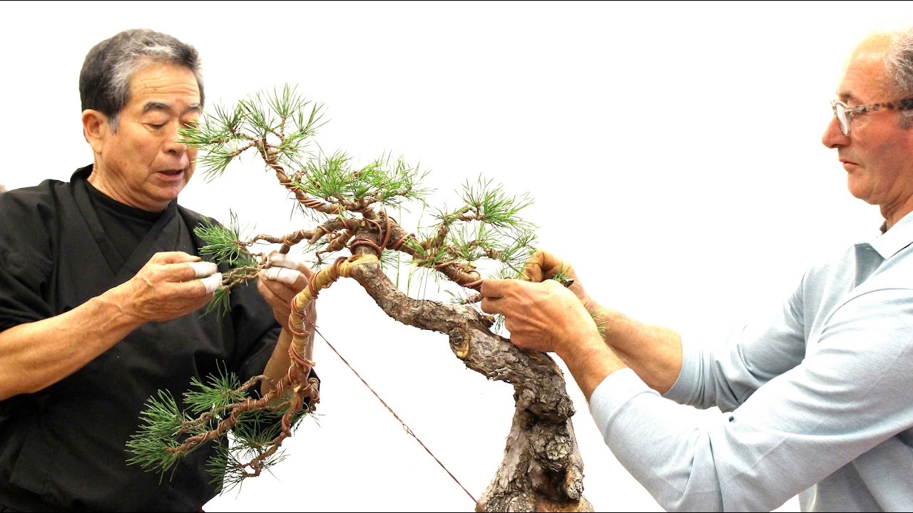 SakkaTen Bonsai demo by Kunio Kobayashi