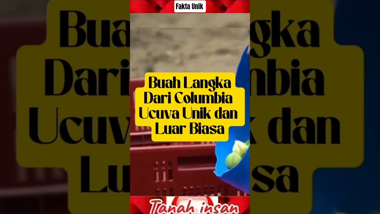 Buah Ucuva ini kalau di Indonesia di buang&sup2;,Kalau di Columbia malah di Ekpor ‼️ #shorts #faktaunik