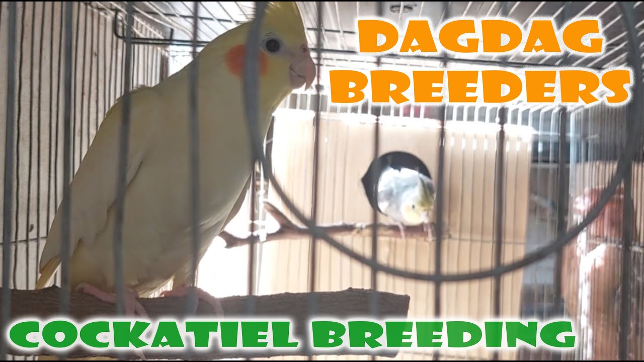 DAGDAG BREEDERS - COCKATIEL BREEDING