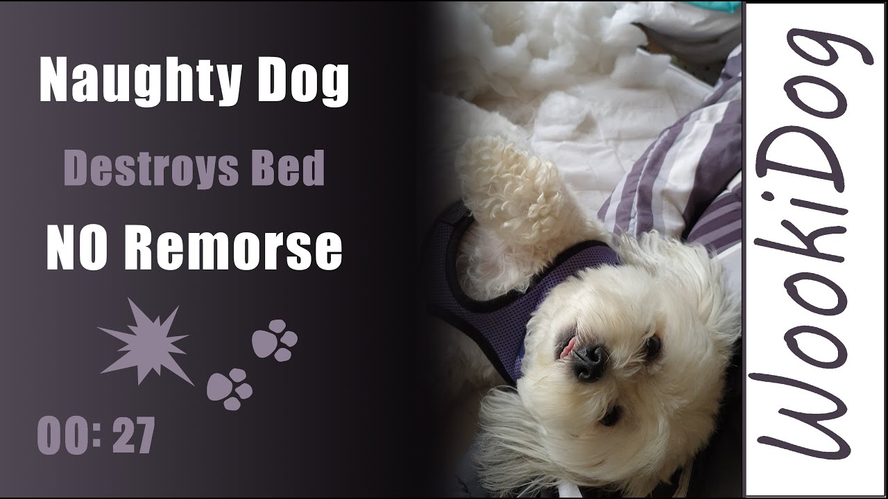 Naughty Malshi Dog has no remorse  - WookiDog [Maltese Shih Tzu mix] #Shorts