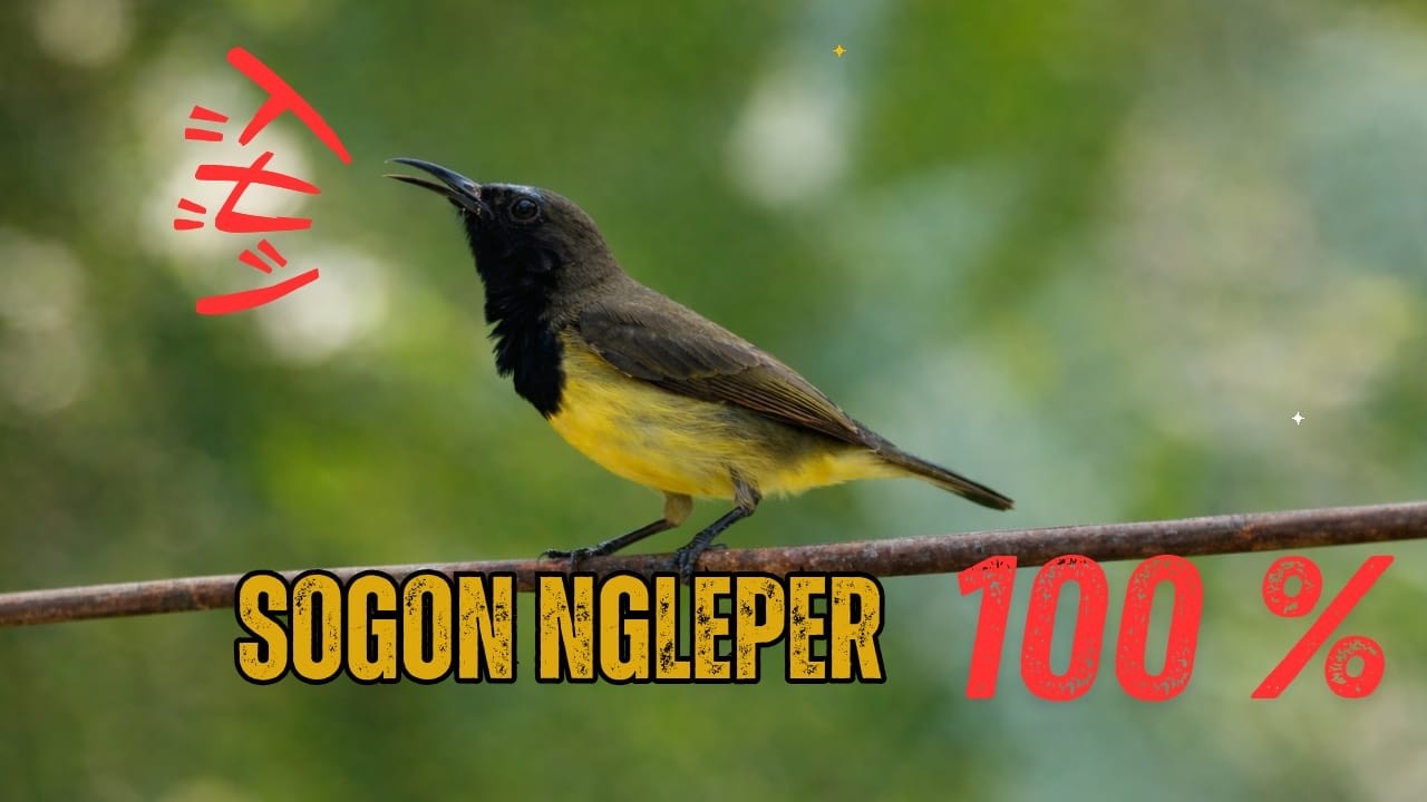 🔴 LIVE PANCINGAN SOGON NGLEPER MUDAH NAIK BIRAHI | Dijamin Gacor Seharian!