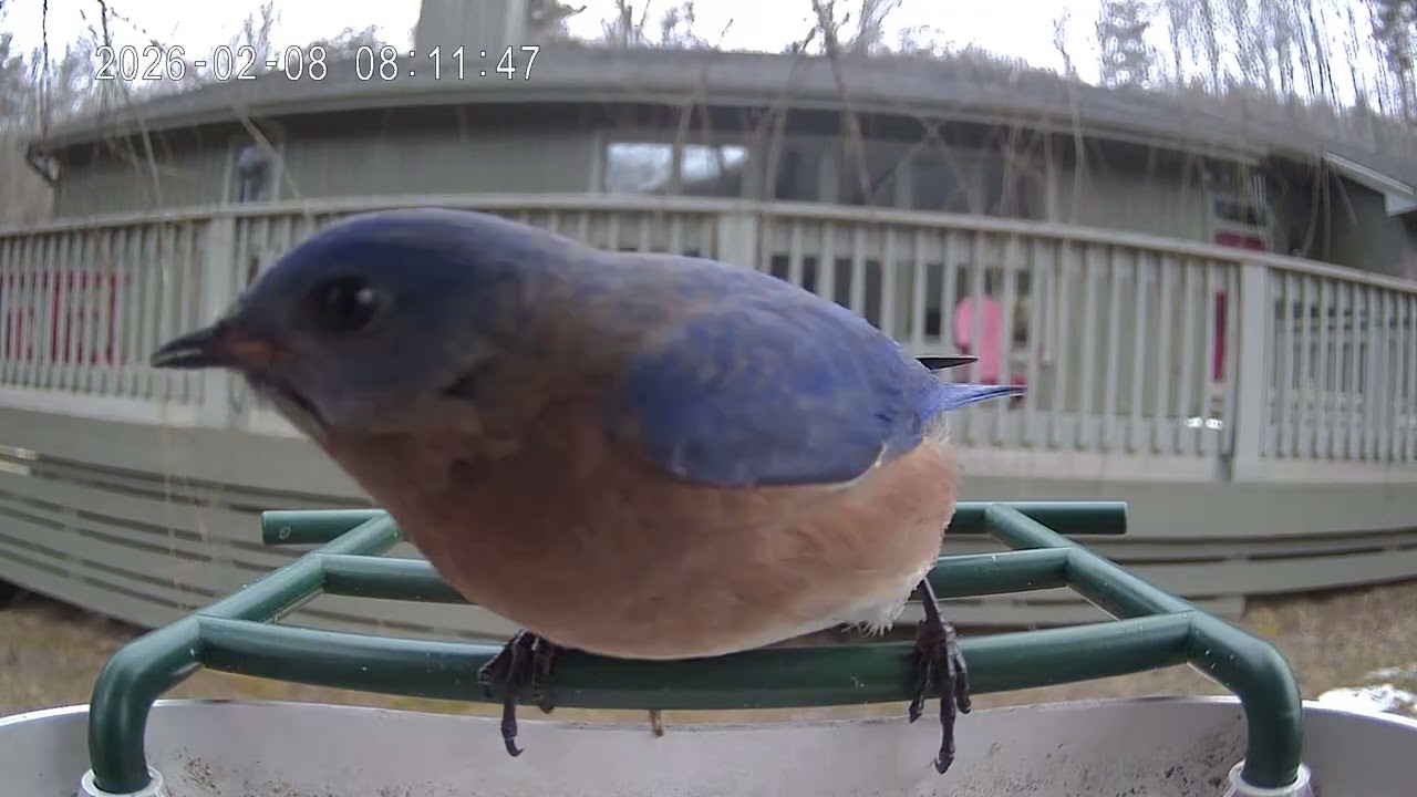 2-8-26 Mealworm Buffet 