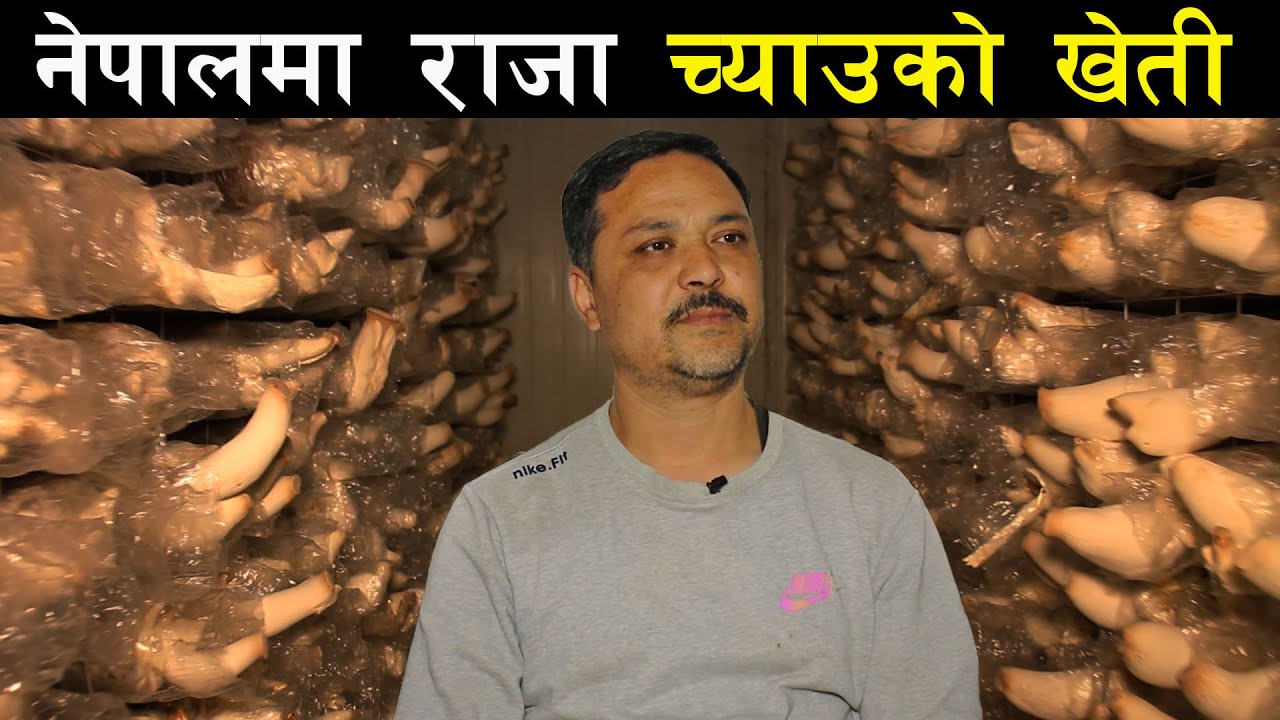 नेपालमा पहिलो पटक राजा च्याउको खेती ! king oyster mushroom farming in Nepal