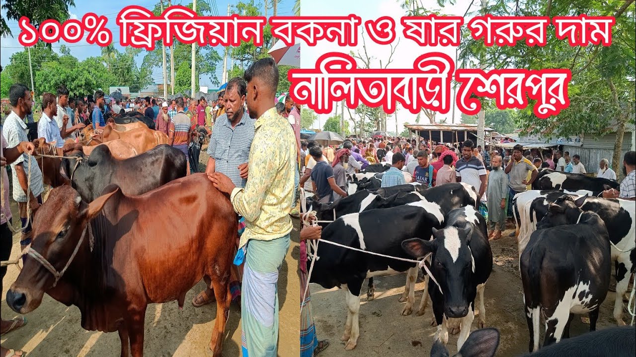 ১০০% ফ্রিজিয়ান বকনা ও ষার বাচ্চার দাম। নালিতাবাড়ী বাজার শেরপুর। cow market price today. 