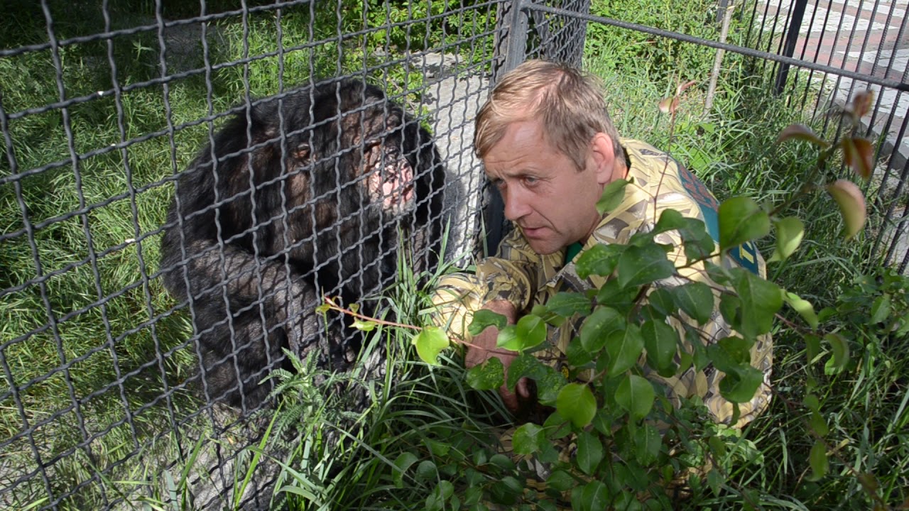 У вольера коварных и умных ШИМПАНЗЕ   In the enclosure of insidious and smart SHIMPANZE!