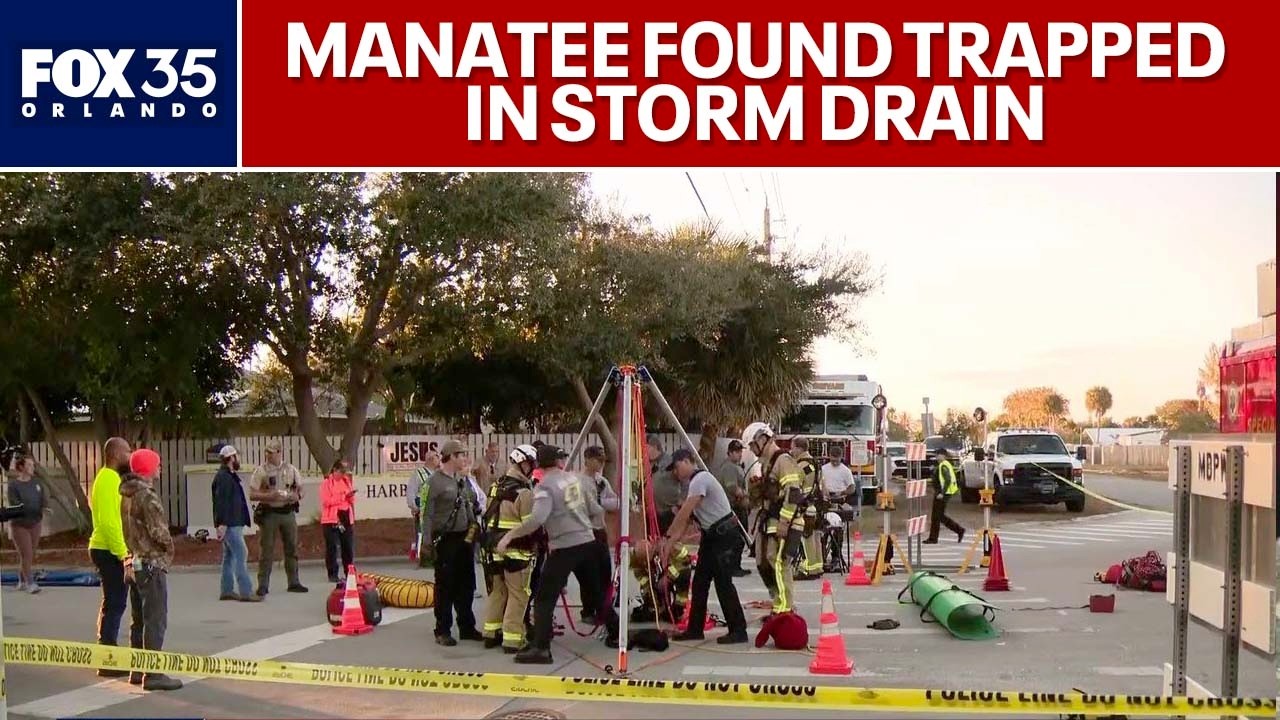 Manatee trapped in storm drain; rescue effort underway
